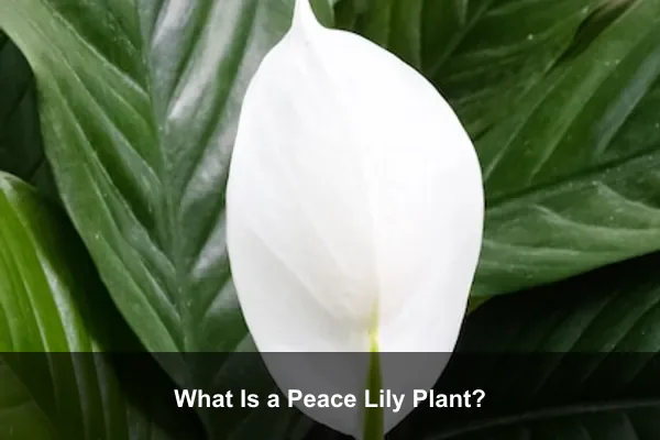 What Is a Peace Lily Plant?