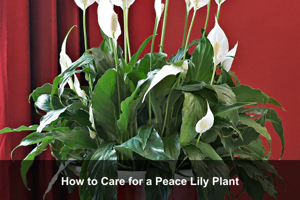 How to Care for a Peace Lily Plant