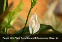 Peace Lily Plant Benefits and Information: Care, Meaning, and Indoor Growing Tips