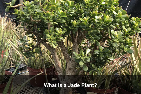 What Is a Jade Plant?