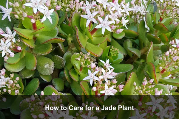 How to Care for a Jade Plant