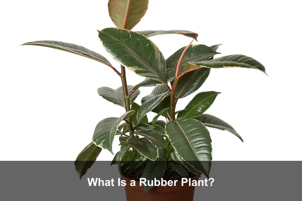What Is a Rubber Plant?