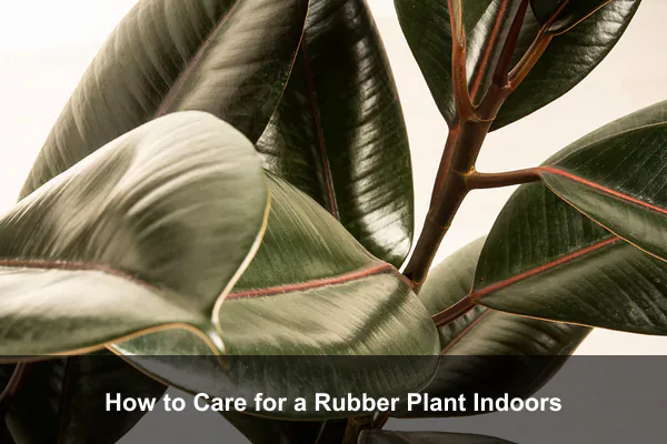 How to Care for a Rubber Plant Indoors