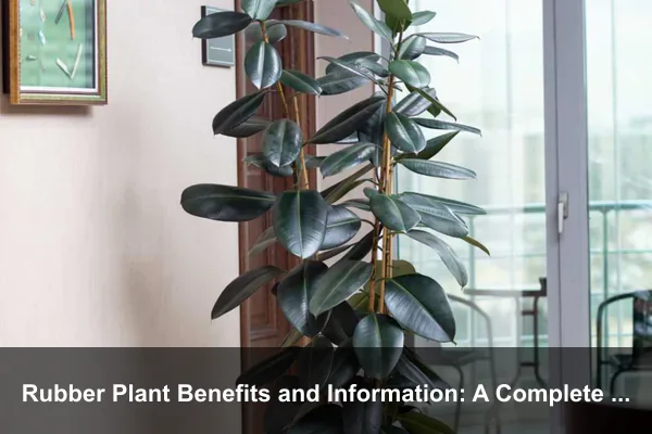 Rubber Plant Benefits and Information: A Complete Indoor Growing Guide