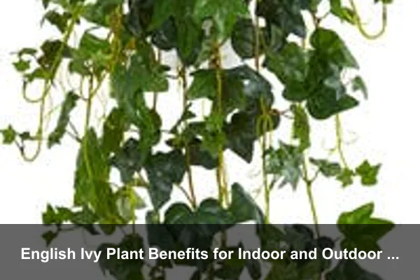 English Ivy Plant Benefits for Indoor and Outdoor Spaces