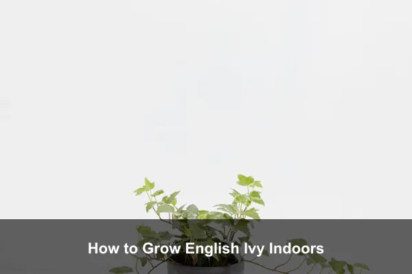 How to Grow English Ivy Indoors