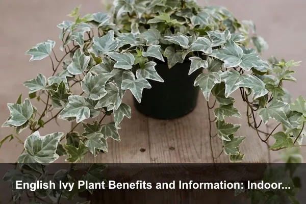 English Ivy Plant Benefits and Information: Indoor Uses, Care, Safety, and Growing Tips