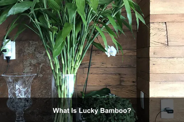 What Is Lucky Bamboo?