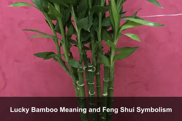 Lucky Bamboo Meaning and Feng Shui Symbolism