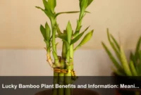 Lucky Bamboo Plant Benefits and Information: Meaning, Water Care, and Indoor Display Guide