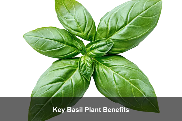 Key Basil Plant Benefits