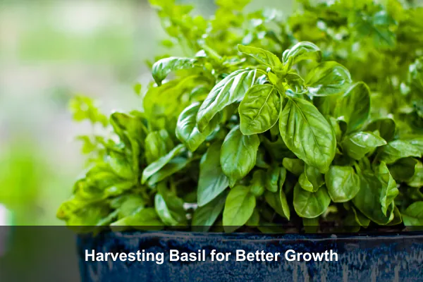 Harvesting Basil for Better Growth