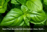 Basil Plant Benefits and Information: Uses, Nutrition, Growing Tips, and Harvest Guide