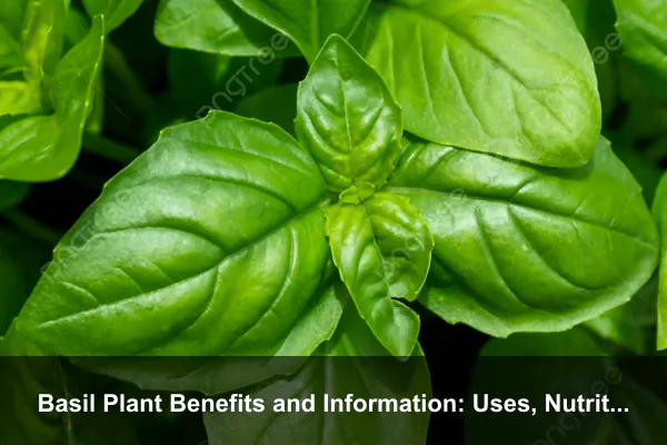 Basil Plant Benefits and Information: Uses, Nutrition, Growing Tips, and Harvest Guide