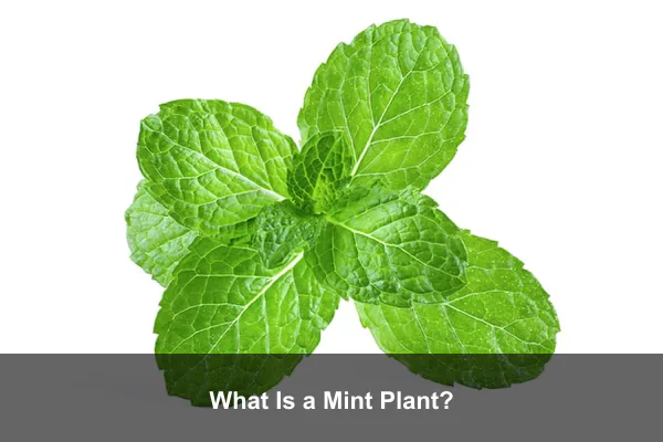 What Is a Mint Plant?