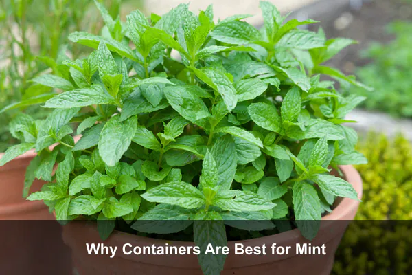 Why Containers Are Best for Mint