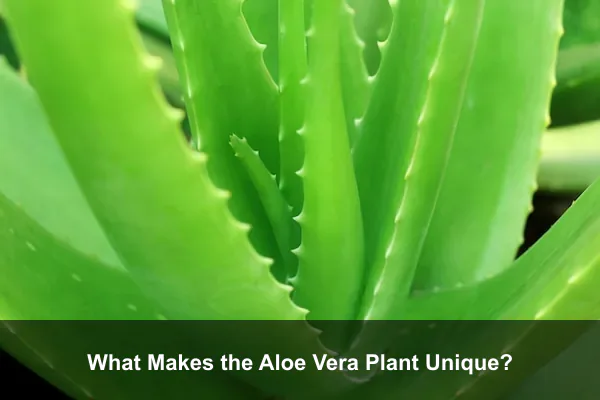 What Makes the Aloe Vera Plant Unique?
