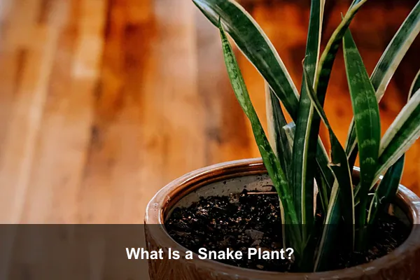 What Is a Snake Plant?