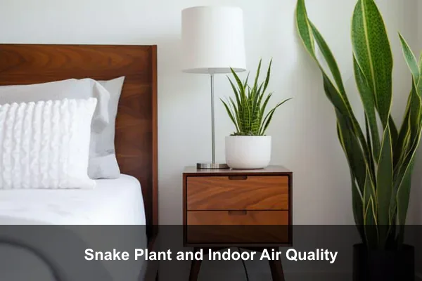 Snake Plant and Indoor Air Quality