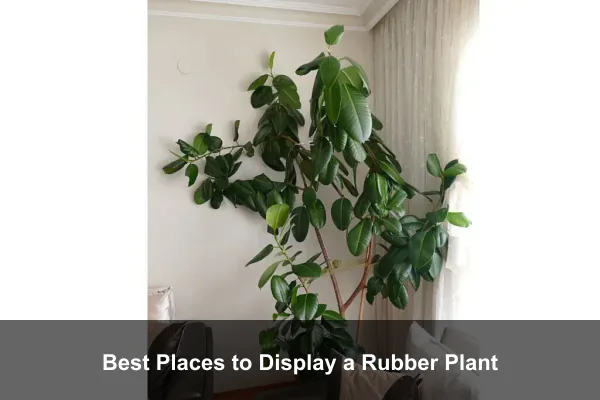 Best Places to Display a Rubber Plant
