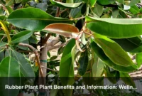 Rubber Plant Plant Benefits and Information: Wellness, Decor, and Safe Home Use