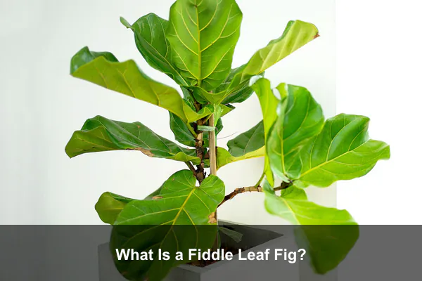 What Is a Fiddle Leaf Fig?