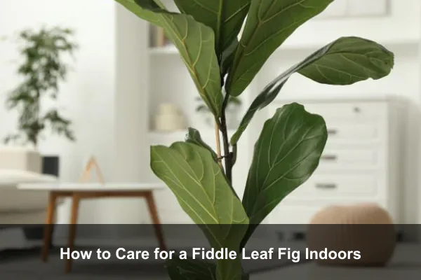How to Care for a Fiddle Leaf Fig Indoors