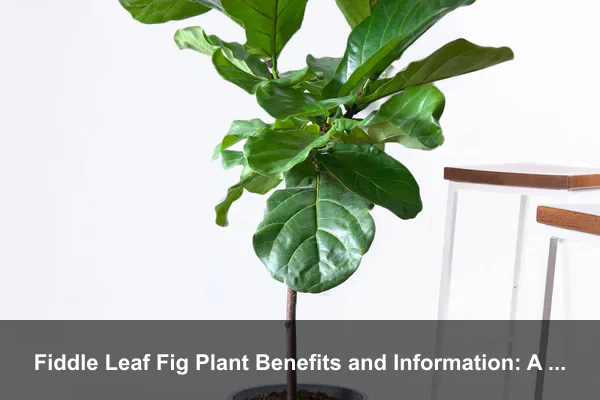 Fiddle Leaf Fig Plant Benefits and Information: A Complete Guide to This Statement Houseplant