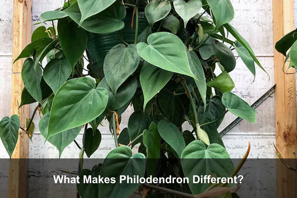 What Makes Philodendron Different?