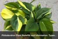Philodendron Plant Benefits and Information: Types, Care, Safety, and Indoor Styling