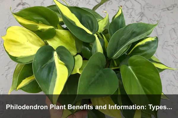 Philodendron Plant Benefits and Information: Types, Care, Safety, and Indoor Styling