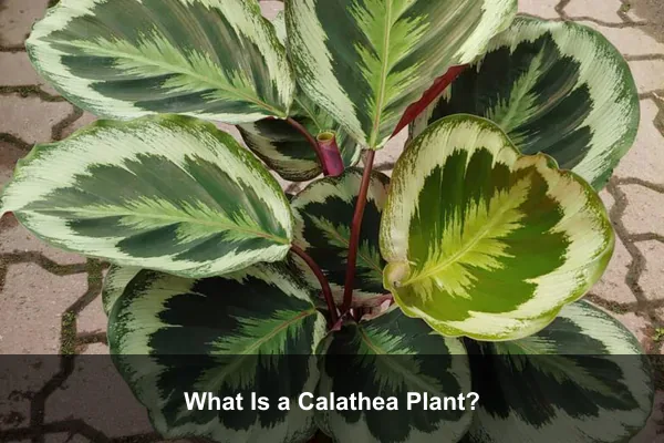 What Is a Calathea Plant?