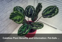 Calathea Plant Benefits and Information: Pet-Safe Beauty, Care, and Indoor Wellness