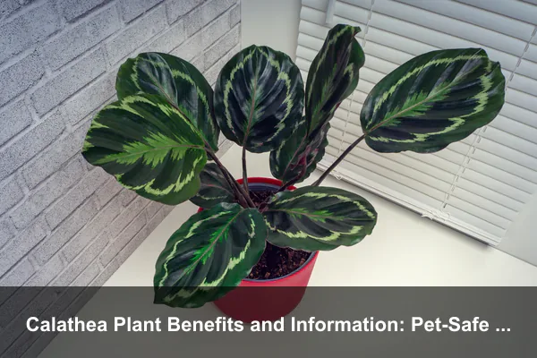 Calathea Plant Benefits and Information: Pet-Safe Beauty, Care, and Indoor Wellness