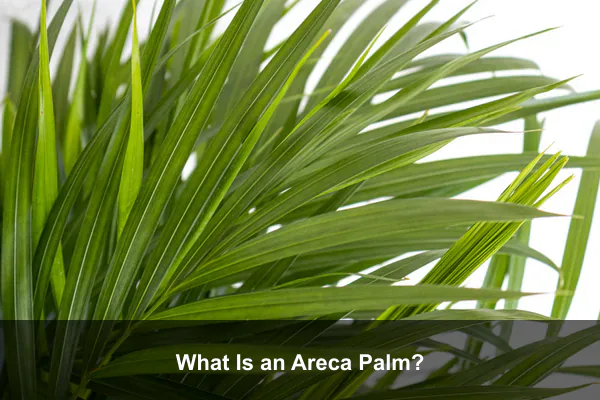 What Is an Areca Palm?