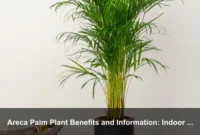 Areca Palm Plant Benefits and Information: Indoor Humidity, Care, Safety, and Tropical Decor Guide Areca Palm Plant Benefits and Information: Indoor Humidity, Care, Safety, and Tropical Decor Guide
