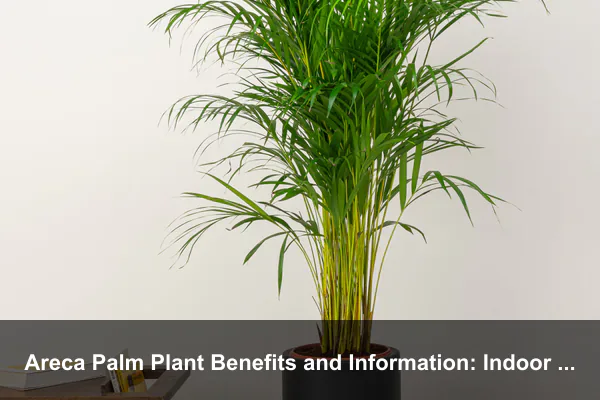 Areca Palm Plant Benefits and Information: Indoor Humidity, Care, Safety, and Tropical Decor Guide
