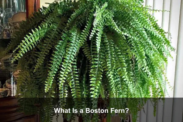 What Is a Boston Fern?