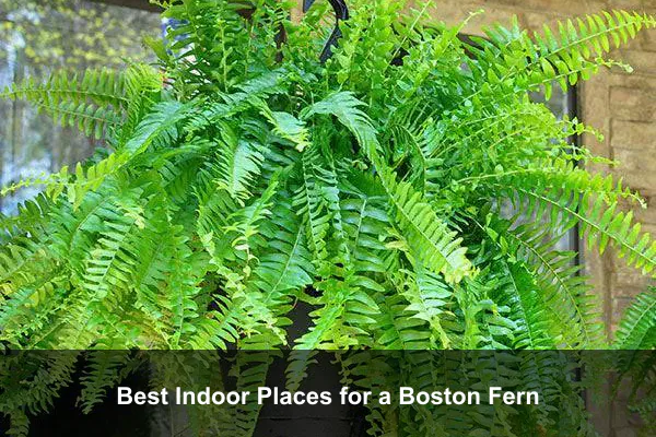 Best Indoor Places for a Boston Fern