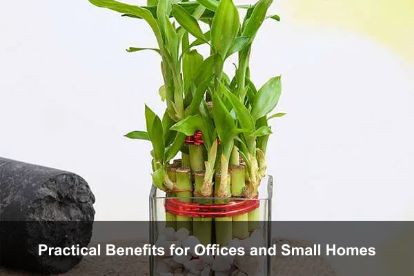Practical Benefits for Offices and Small Homes