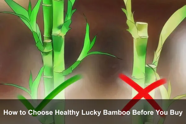 How to Choose Healthy Lucky Bamboo Before You Buy