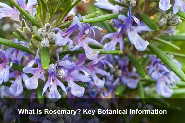 What Is Rosemary? Key Botanical Information