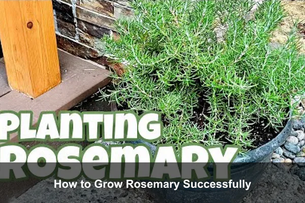 How to Grow Rosemary Successfully