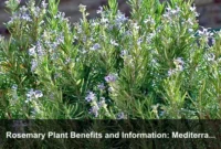 Rosemary Plant Benefits and Information: Mediterranean Herb Uses, Care, and Safety Guide