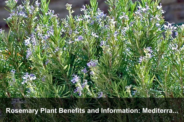 Rosemary Plant Benefits and Information: Mediterranean Herb Uses, Care, and Safety Guide