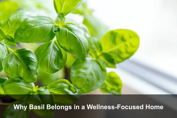 Why Basil Belongs in a Wellness-Focused Home