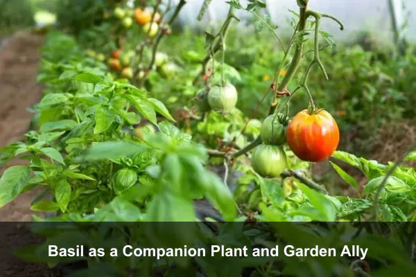 Basil as a Companion Plant and Garden Ally
