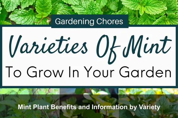 Mint Plant Benefits and Information by Variety