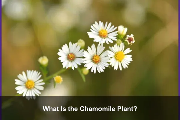 What Is the Chamomile Plant?