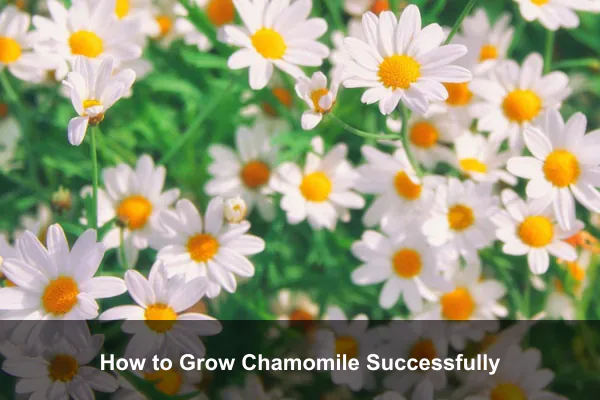 How to Grow Chamomile Successfully